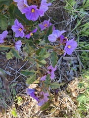 Solanum oldfieldii