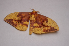 Eacles imperialis