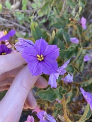Solanum oldfieldii