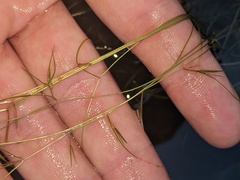 Potamogeton vaseyi