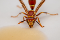 Polistes exclamans
