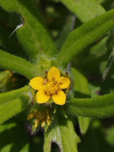 Melampodium sericeum