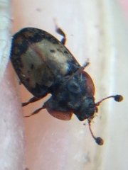 Omosita discoidea