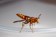 Polistes exclamans