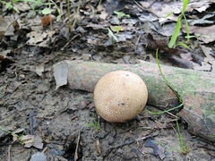 Scleroderma meridionale