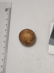 Scleroderma meridionale