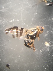 Rhagoletis cingulata