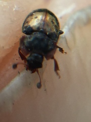 Omosita discoidea