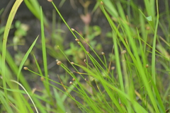 Eleocharis engelmannii