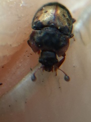 Omosita discoidea