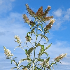 Buddleja davidii