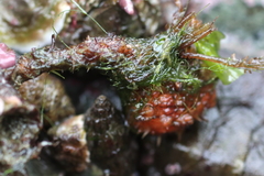 Boltenia villosa