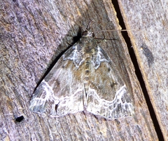 Hypena abalienalis
