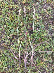 Poa eminens