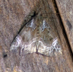 Hypena abalienalis