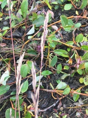 Poa eminens