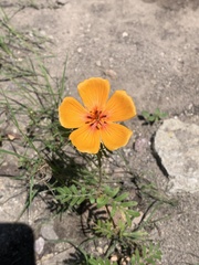 Kallstroemia grandiflora
