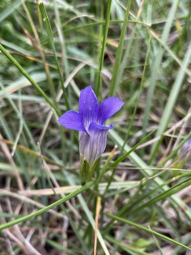 Image of Gentianopsis holopetala by (c) Matt Berger, some rights reserved (CC BY)