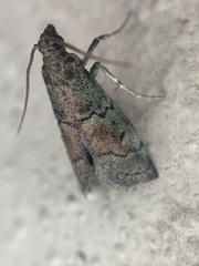 Cacotherapia flexilinealis