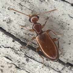 Ischyropalpus subtilissimus