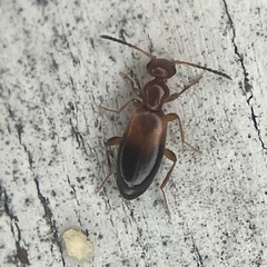 Ischyropalpus subtilissimus