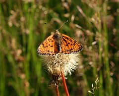 Melitaea interrupta