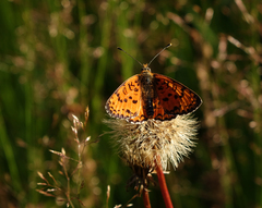Melitaea interrupta