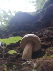 Boletus quercophilus