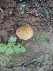 Boletus quercophilus