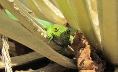 Dendropsophus molitor