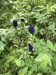 Aconitum delphiniifolium