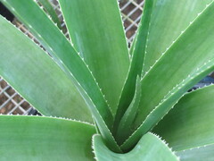 Aloe macra