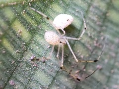 Theridiidae