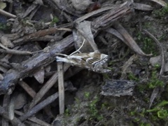 Catoptria oregonicus