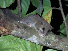 Graphiurus lorraineus