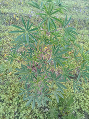Lupinus mutabilis