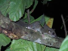 Graphiurus lorraineus