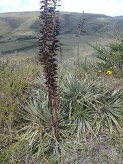 Puya aequatorialis