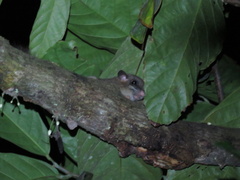 Graphiurus lorraineus