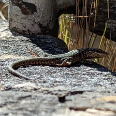 Podarcis muralis