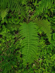 Amauropelta balbisii