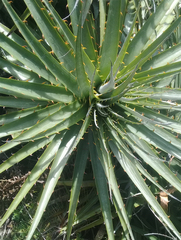 Puya aequatorialis