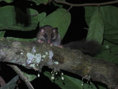 Graphiurus lorraineus