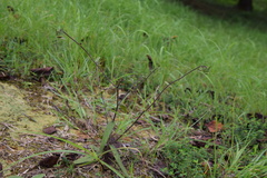 Carpesium glossophyllum