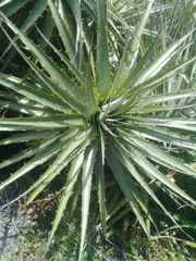 Puya aequatorialis