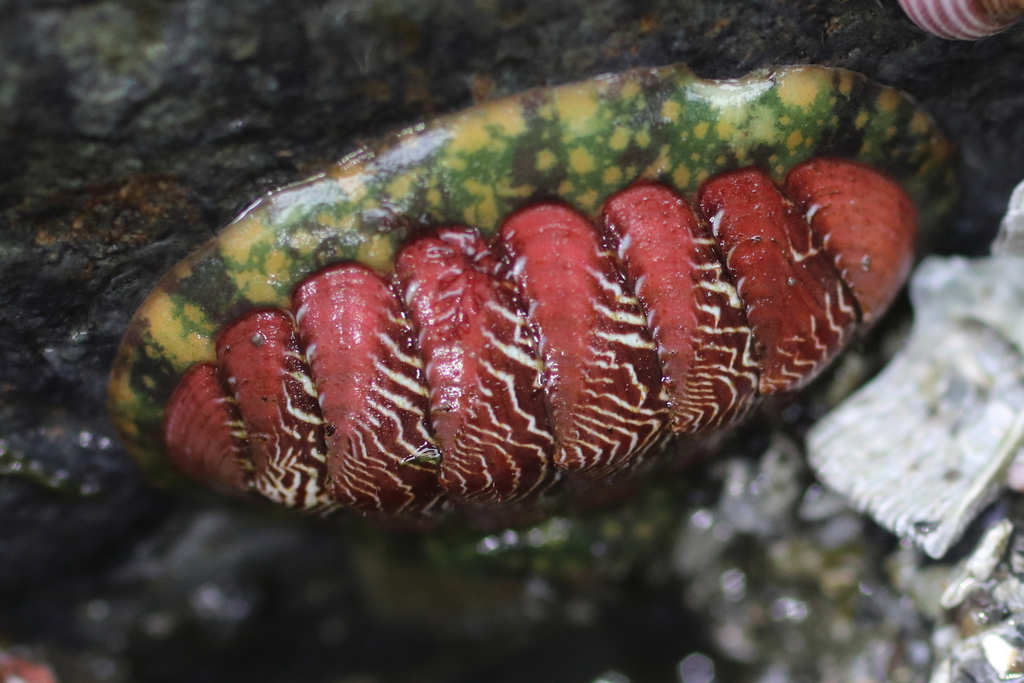 Hidden Chiton