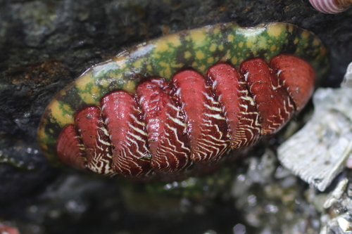 Remarkable Red Chiton