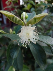 Psidium guajava