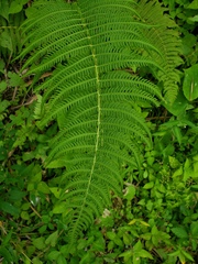 Amauropelta balbisii