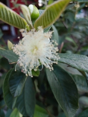 Psidium guajava